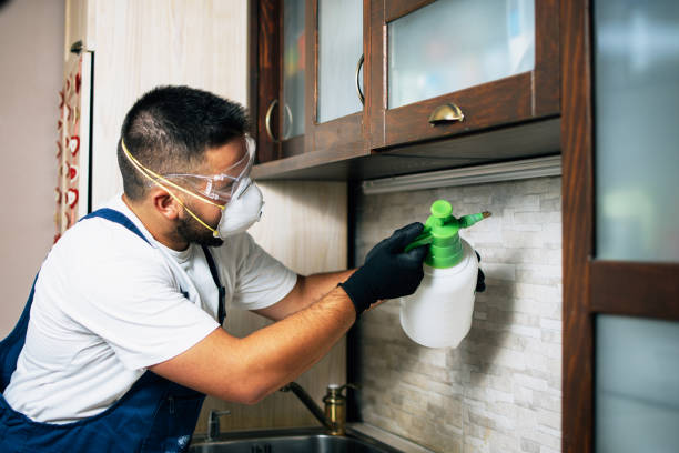 Best Wasp Removal Services  in Independence, OR