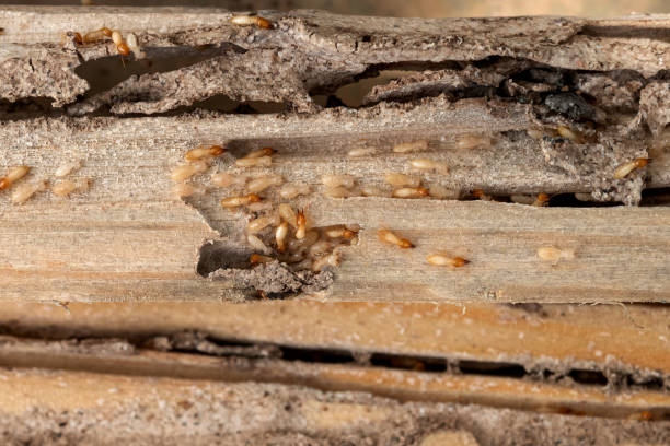 Wasp Removal Services in Independence, OR